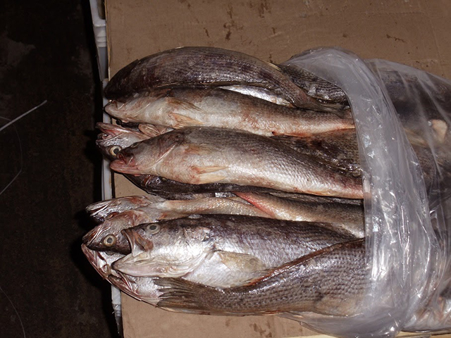 whiting
